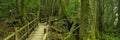 Rainforest path in Yakusugi Land on Yakushima Island, Japan Royalty Free Stock Photo